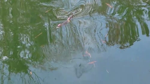 Swimbait Review: OG Deps 250 Slide Swimmer