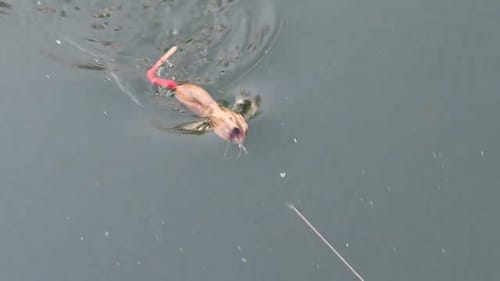 Swimbait Review: Thrash YK Rat