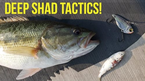 Fishing Around Deep Shad Schools for Bass