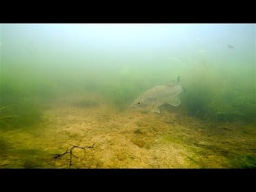 Underwater Bass Attack! -- MTB Slam Fishing Challenge