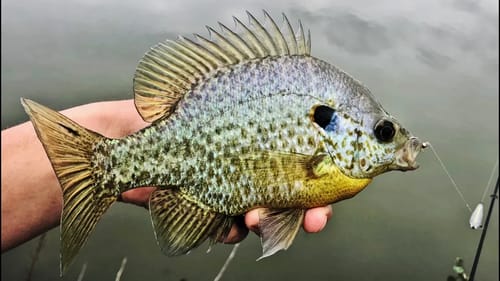 Catching MASSIVE Bluegill in the SPRING! (Easy Method)