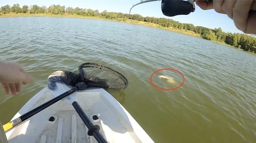 Big Bass in the Heat of Summer! (Did I Break my PB??)