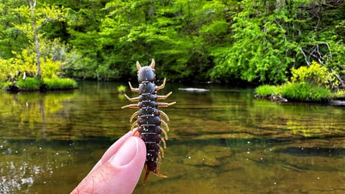 Wading Clear Water for Wild Fish