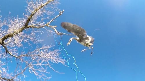Blue Heron Rescue