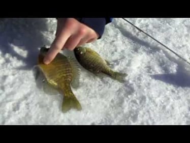 Windy Weather Jigging For Bluegill
