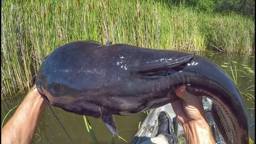 Big Catfish Sight Fished With Bass Tackle