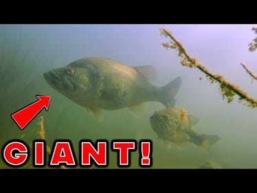 These Tricks Are Why Some Anglers Catch ALL The BIG BASS In Spring! (Spring Sight Fishing)
