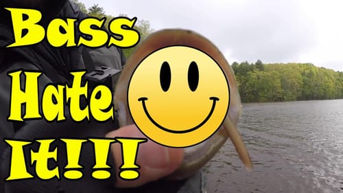 Bass HATE This Color WACKY RIGGED