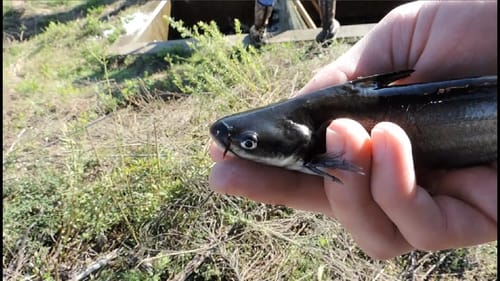 Blue Catfish Stocking The Ohio River: Hocking College