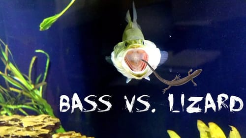 PET BASS EATS A LIZARD!!