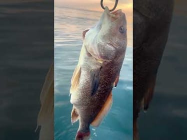 Not the Smallie I Hoped For!