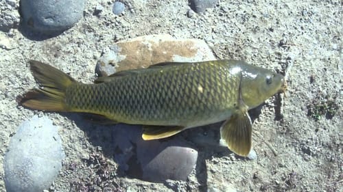 Early Summer Pond Fishing