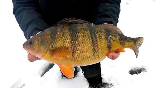 Landing the Biggest Perch we've EVER Seen!!!