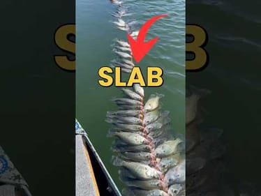 Can You Catch A Crappie With A Sabiki Rig? #fishingvideos #fishing