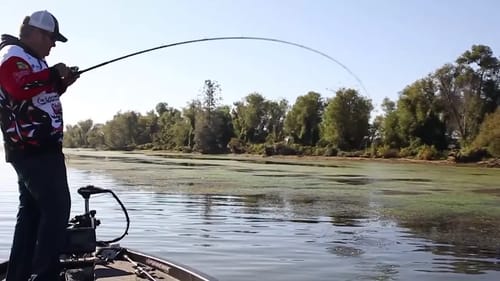 Why to Fish Grass for Bass