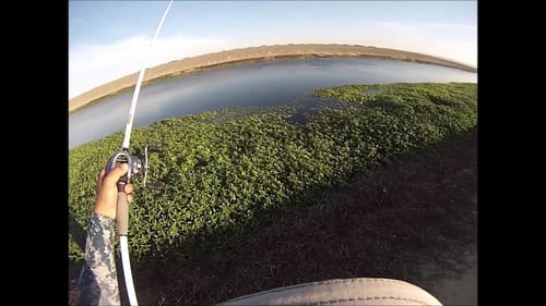 Evening Bass Run