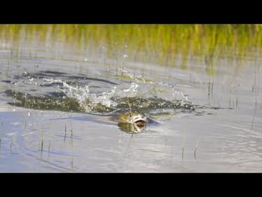 EPIC Topwater Fish Explosions -- (Fishing Saltwater Marsh)