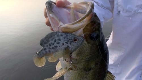 Big Bass Eats a Crappie! Bass Fishing with the Ultimate Crappie Swimbait.