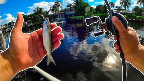Catching Giants With Live Finger Mullet