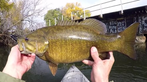 Sunday Morning Smallie Session