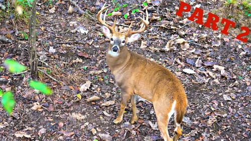 Liz's 10 Point Buck Hunt (Part 2)