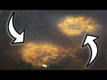 Bed Fishing For Bass MASTERCLASS! (Success Guaranteed)