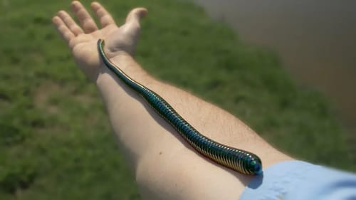 BIG Bait Challenge!!! - Ep.5 (16 inch WORM?!)
