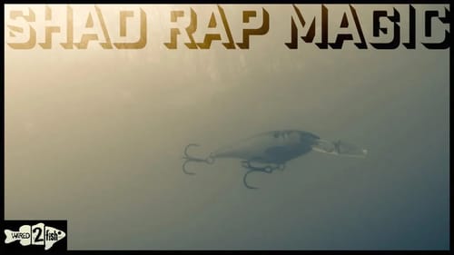 How to Fish Rapala Shad Raps for Springtime Bass
