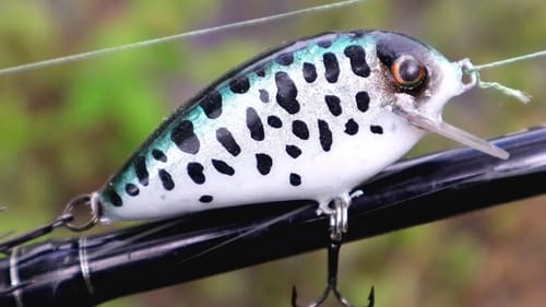 Little CrankBait | One Day Build to Catch