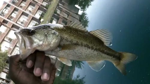 Bass Fishing With Berkley Havoc Devil Spears