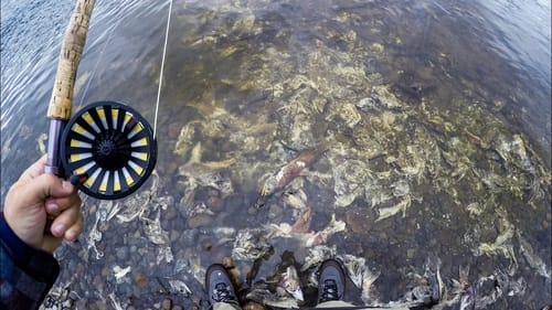 Fishing In a River of MILLIONS of DEAD Fish (GROSSEST FISHING MOMENT)
