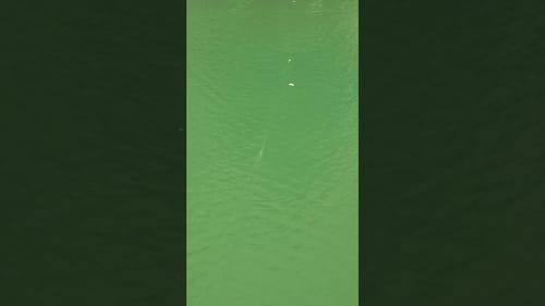 Swimbait Review: Fatback Herring