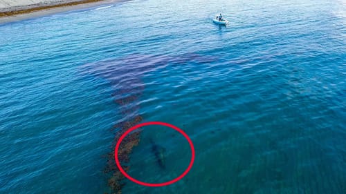 Extremely RARE GIANT 15 Foot FISH Swims Right up to Small Boat