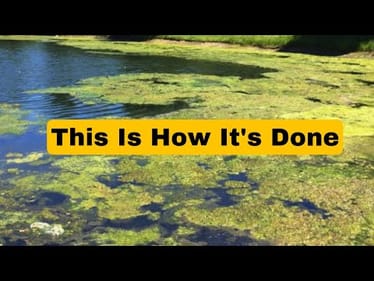 Why Most Anglers Suck At Fishing After Lake Turnovers/Algae Blooms