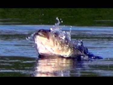 Topwater Frog Bass Fishing - Big Bass Chasing Frogs