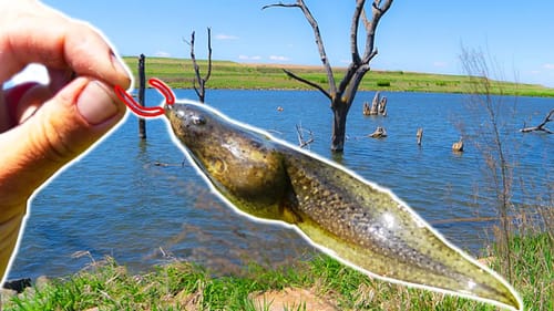 Fishing w/ GIANT LIVE TADPOLES as Bait!!! (Bass CANDY)