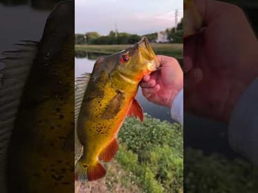 Big Peacock bass to end the day.