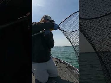 🎣 That's How You Want Them To Eat It! 🎣