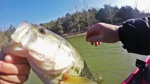 Fishing TABLE ROCK LAKE In The SPRING! (Searching for GIANTS)