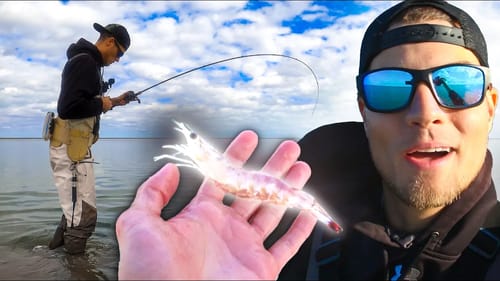 how can these fish live in inches of water? Big fish In 6 inches of water