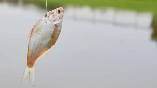 Pond Bass Love to Eat Big Shad ft. The Fish Whisperer