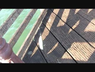 Pier Fishing Part 1