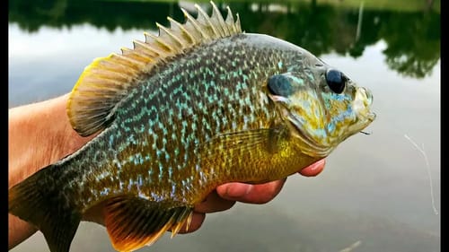 BEAUTIFUL Bluegill on the Flyrod! Fishing with ANT Flies!