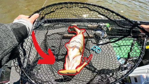 Found a Glide Bait Bite LATE In Spring Jon Boat Bass Fishing Tournament