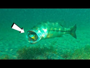 **Crazy Underwater Footage** Big Bass Attacking Bluegill Lures!