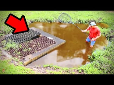 RESCUING Fish From DRYING Puddle!