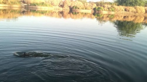 Summertime Catfishing
