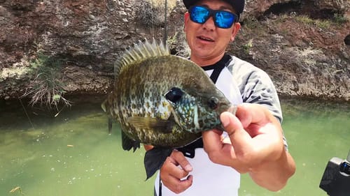 How to Catch Redear Sunfish with a Jighead featuring TheGrindMentalityJohnnyNguyen