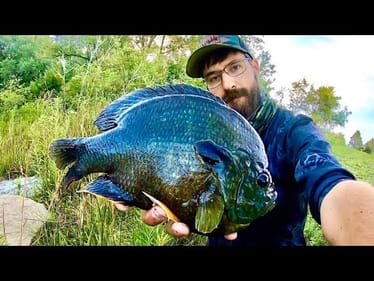 Fishing for BLUEGILL over 2 POUNDS!!! (INSANE)
