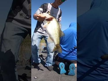Flipping Big Bass on Harris Chain #short #bassfishing #bigbass